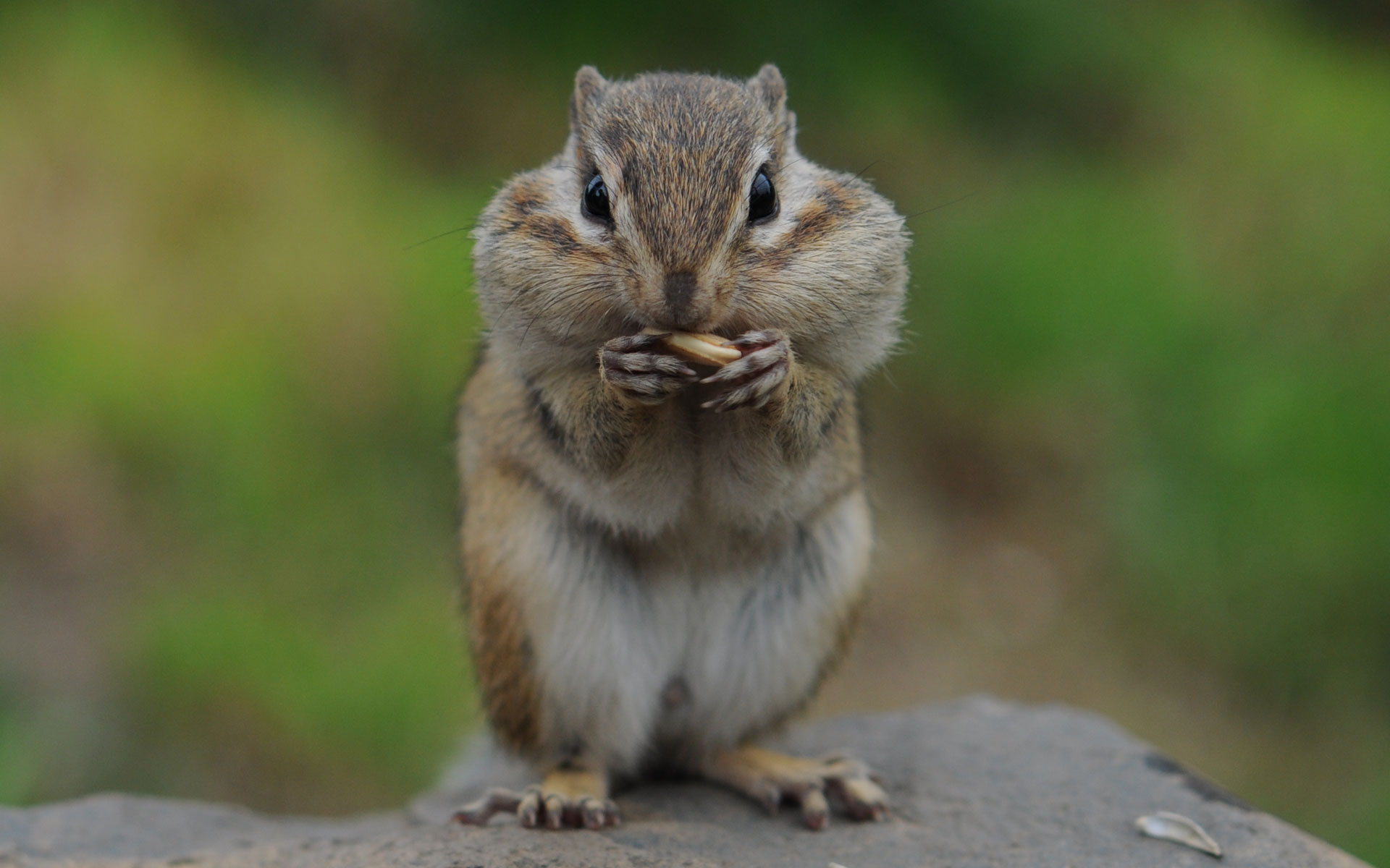 Animal Eating Chipmunk