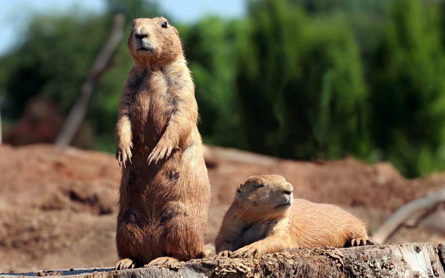 Animal Prairie Dog