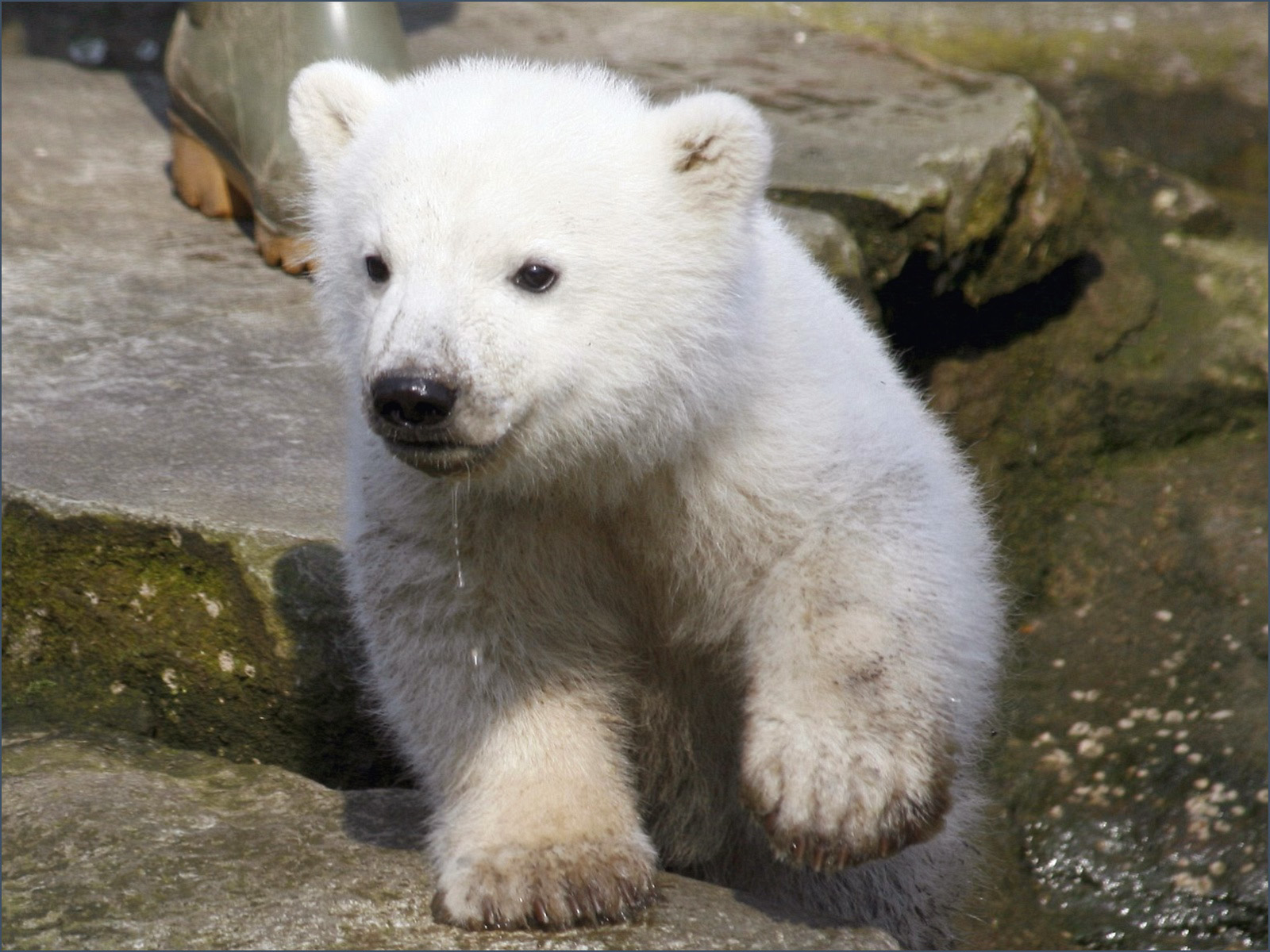 Baby Polar Bear Animals