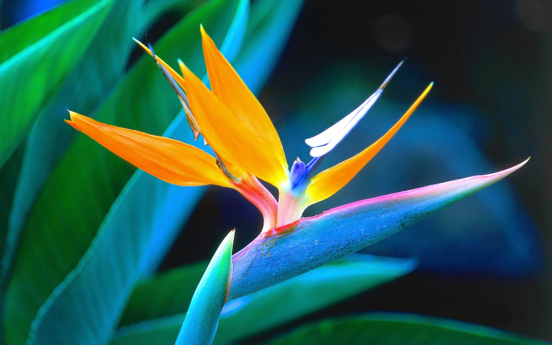 Bird Paradise Flower