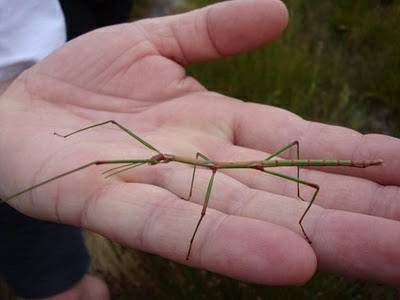 Bugs That Look Like Sticks