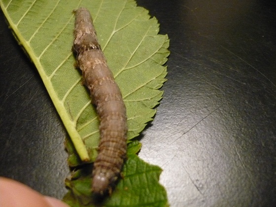 Caterpillars That Look Like Sticks