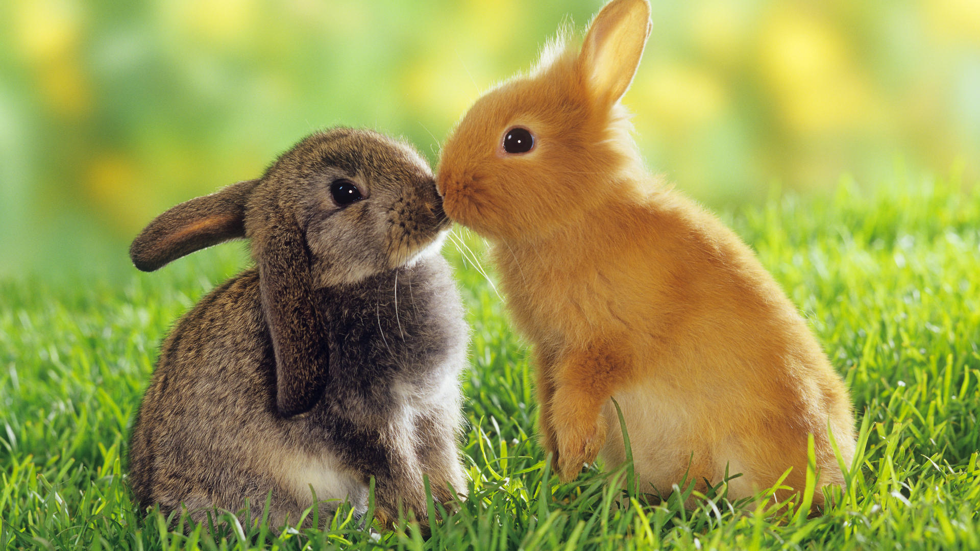 Cute Animals Kissing