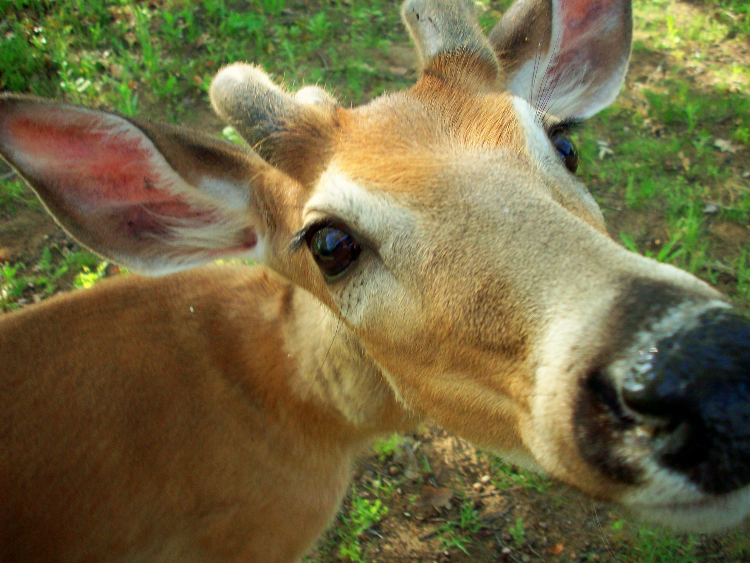 Deer Animal Photography