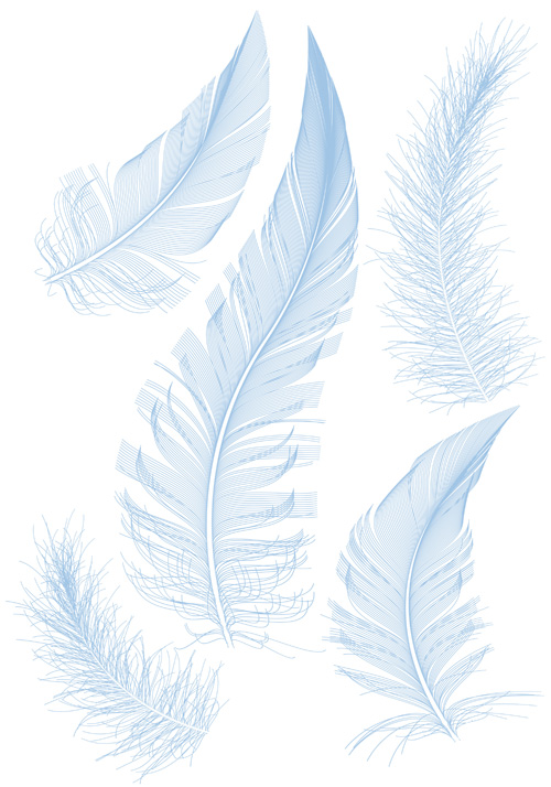 Feather Vector Designs