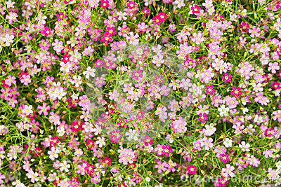 Flower Top View Plant Flower Top View Plant