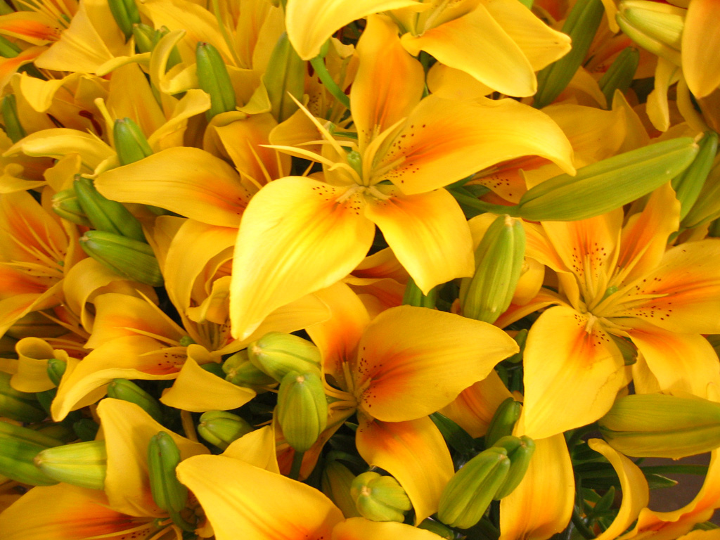 Free Flower Graphics Free Flower Graphics