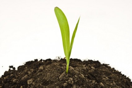 Free Pictures of a Plant Growing in Soil
