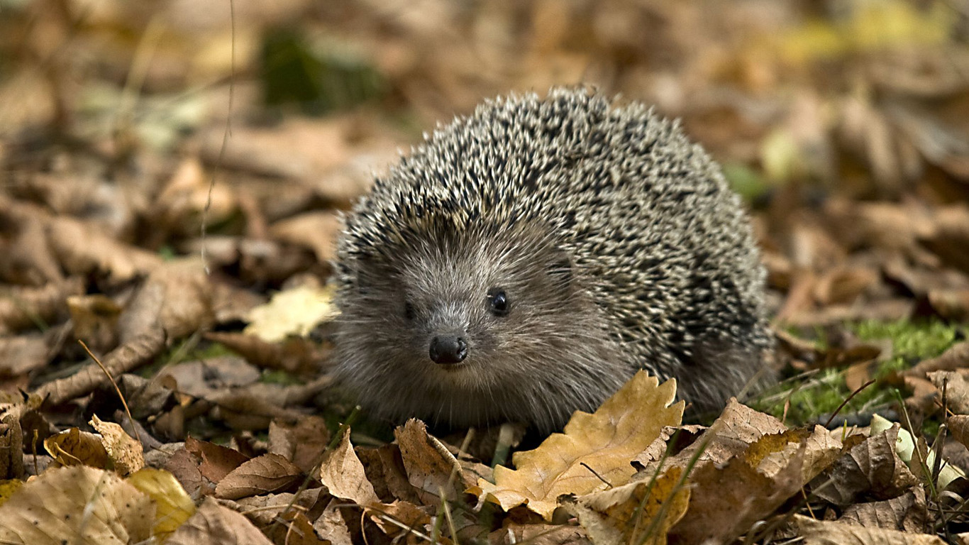 Hedgehog Similar Animals