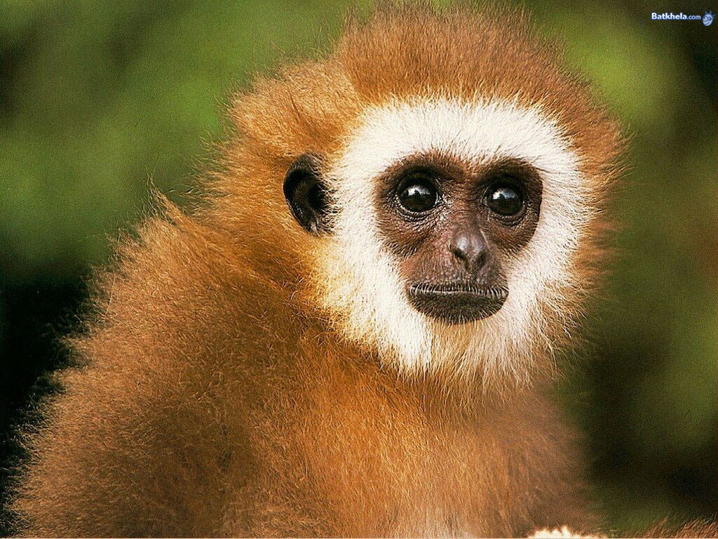 Monkeys Animals Monkeys Animals