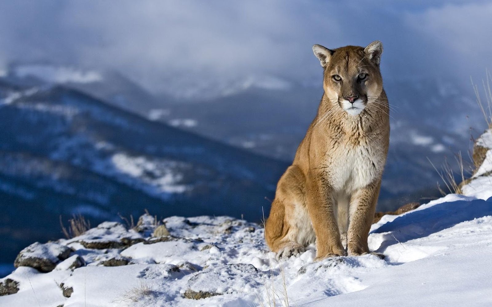 Mountain Lion Animals