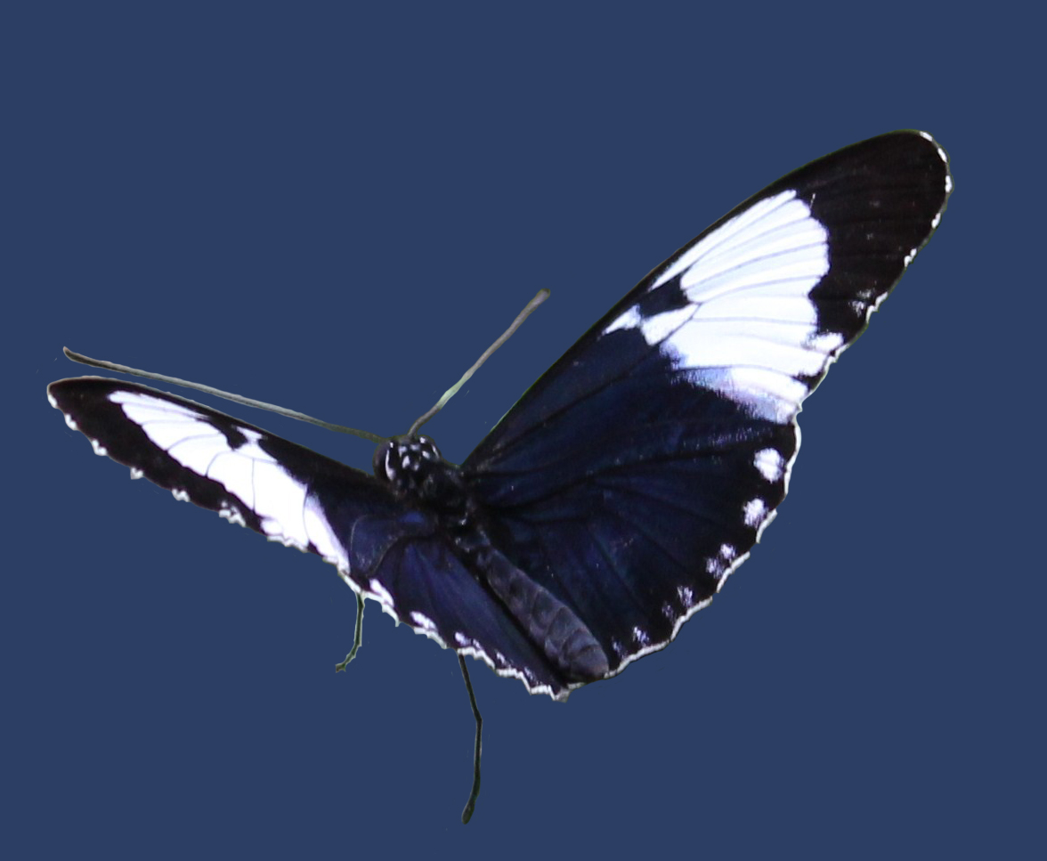 Photoshop Black Butterfly