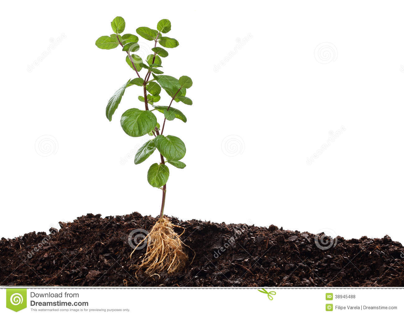 Plant Soil with Roots