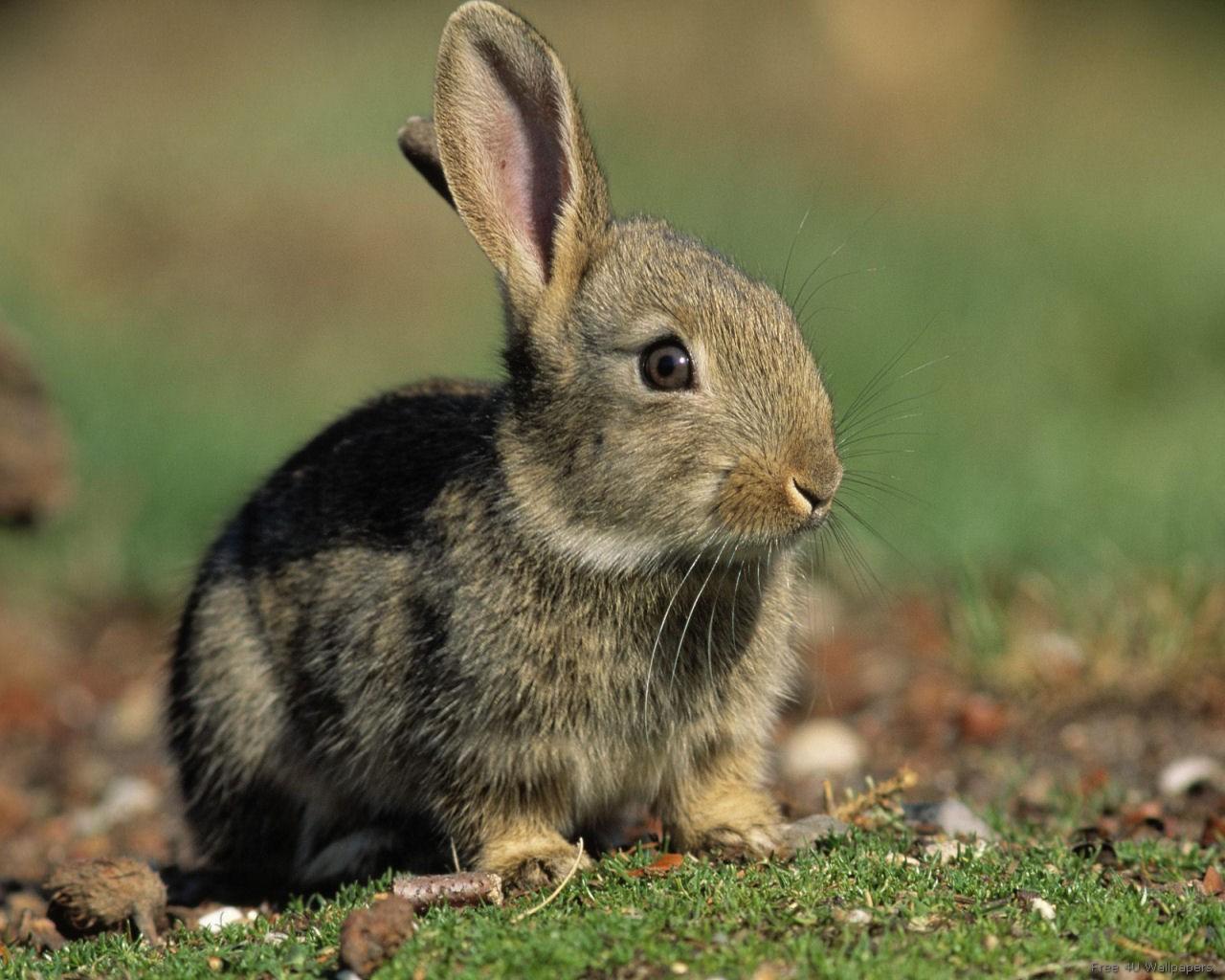 Rabbit Domestic Animals