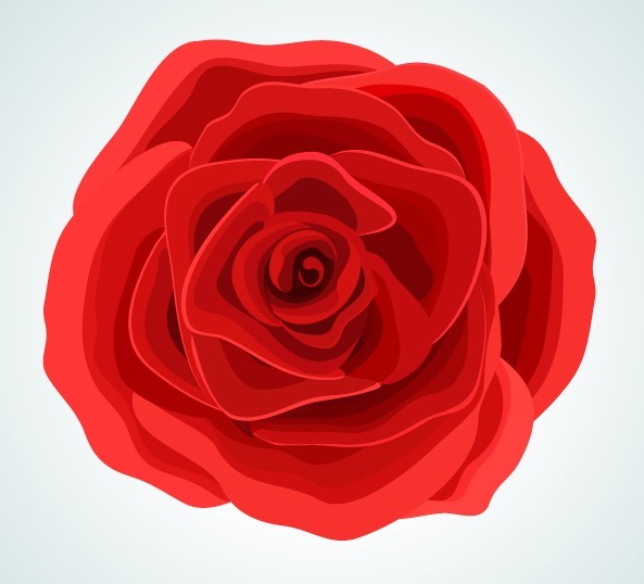 Red Rose Vector Illustration
