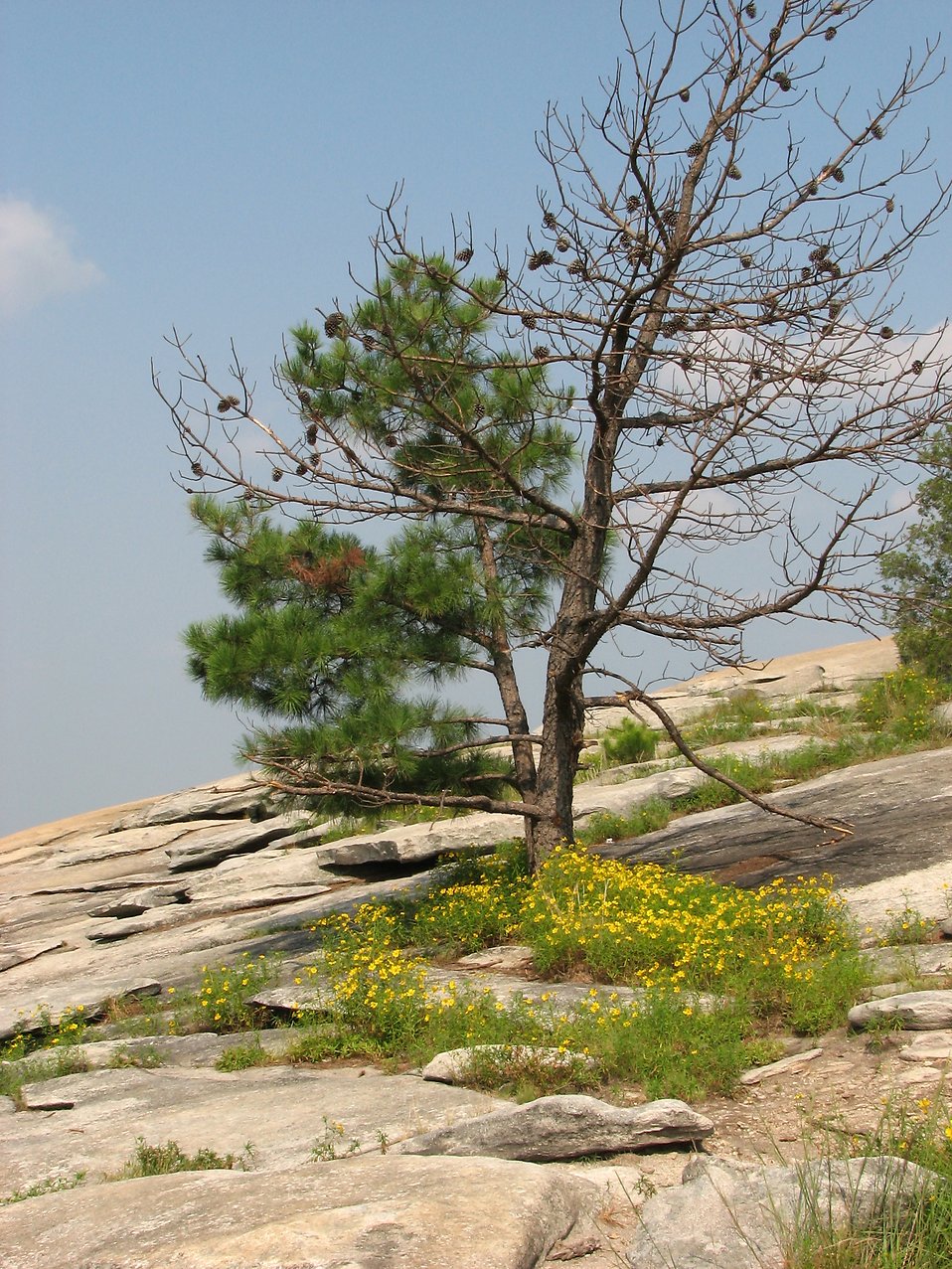 Stone Mountain On Top of the Trees Stone Mountain On Top of the Trees
