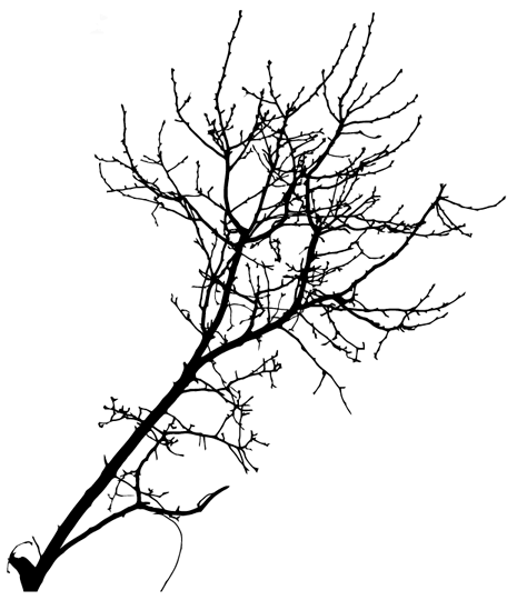 16 Free Vector Tree Branch Silhouettes Images