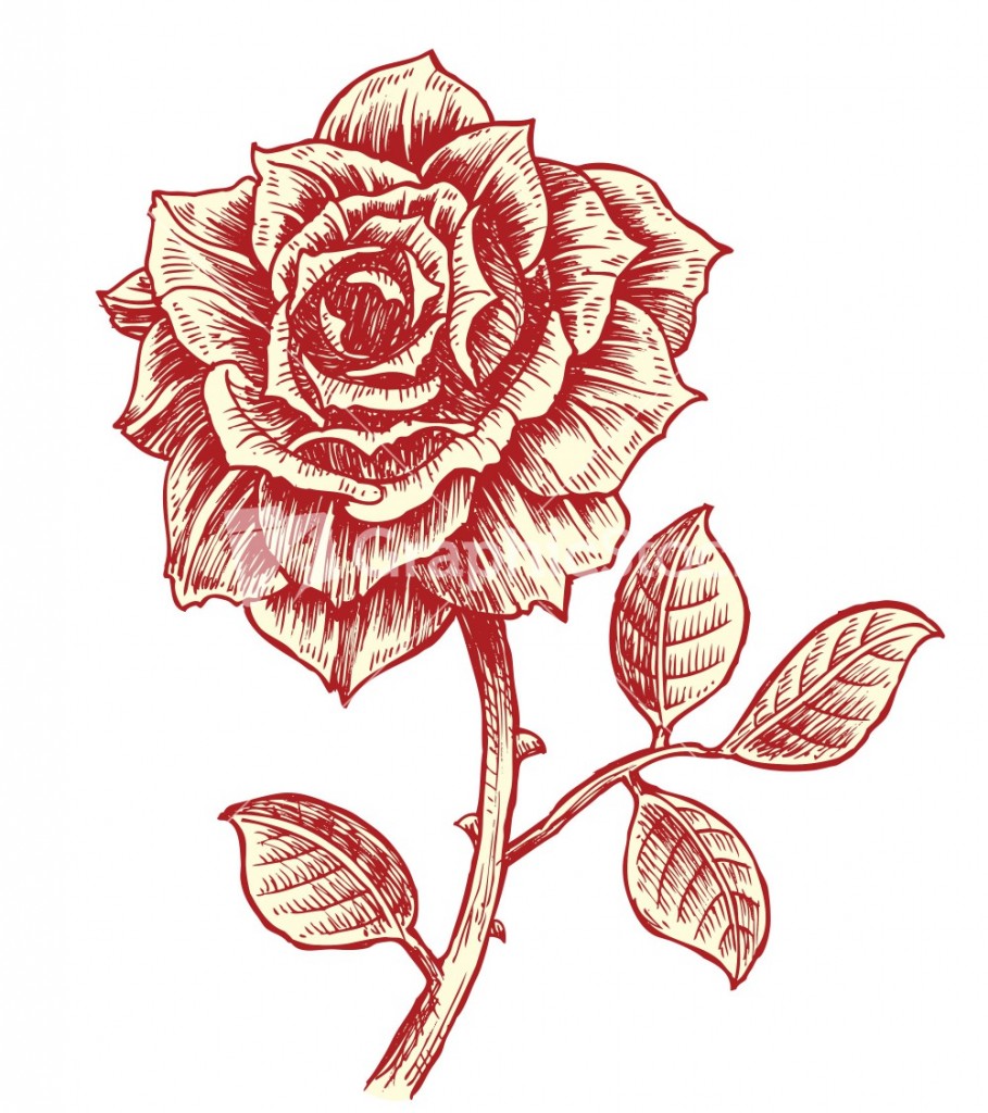 Vector Vintage Roses