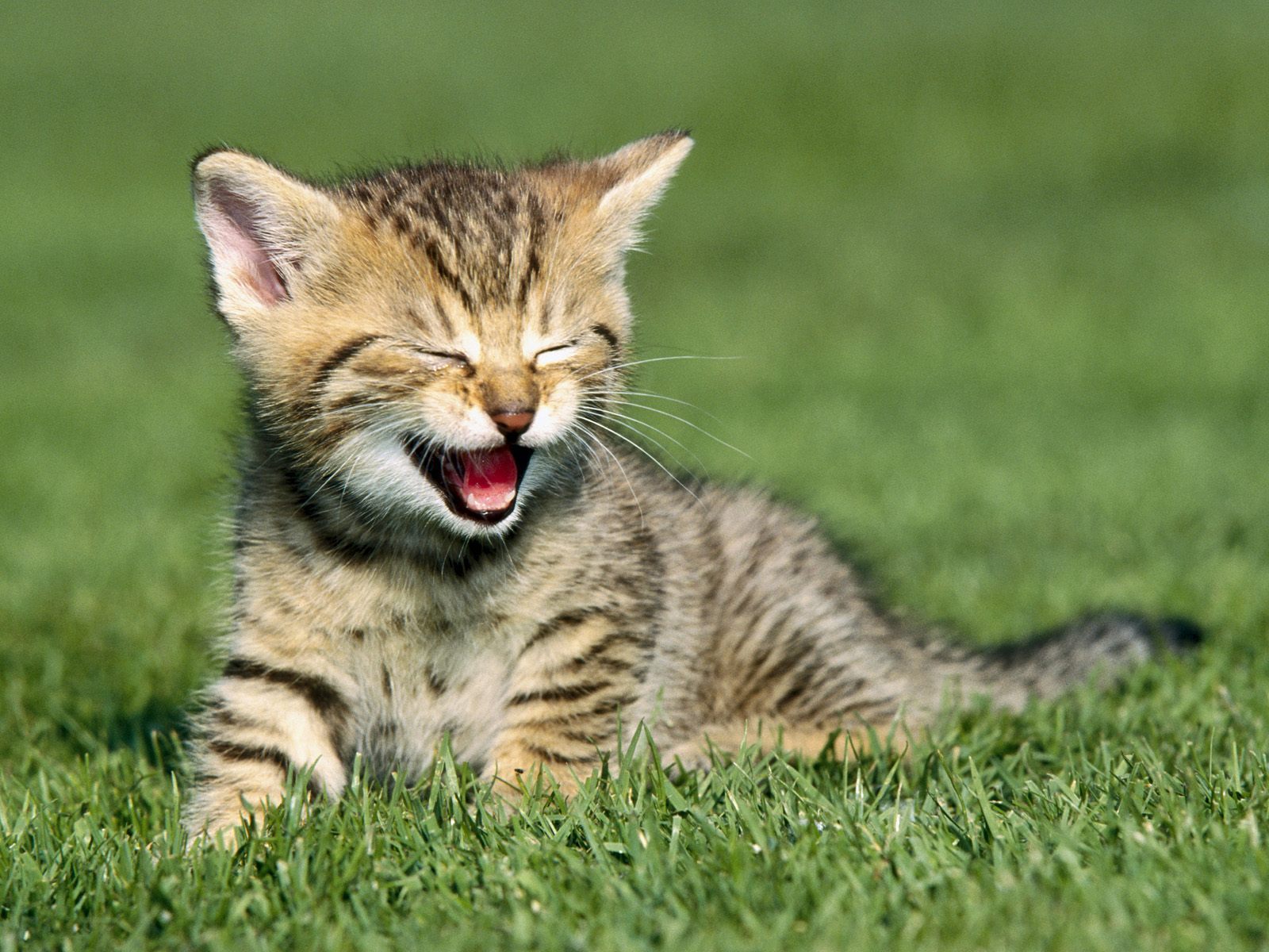 Very Cute Kitten Desktop Very Cute Kitten Desktop
