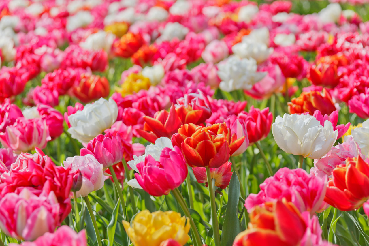 Vivid Bright Flowers Vivid Bright Flowers
