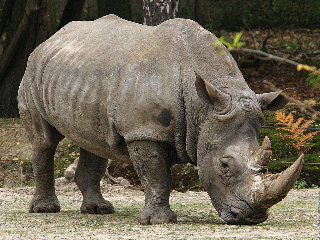 White Rhinoceros Animals