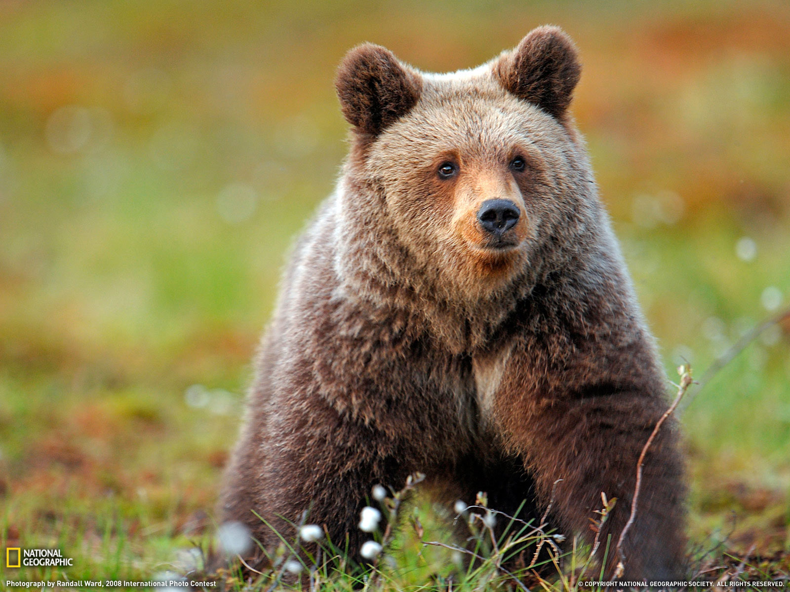 Wild Animals Bear