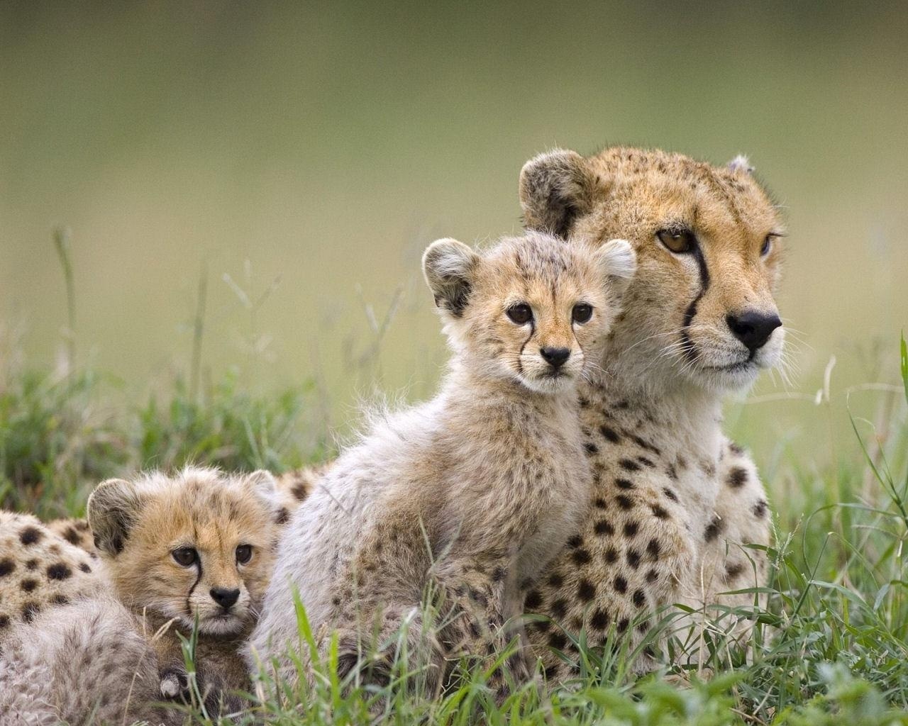 Wild Animals Cheetah Family
