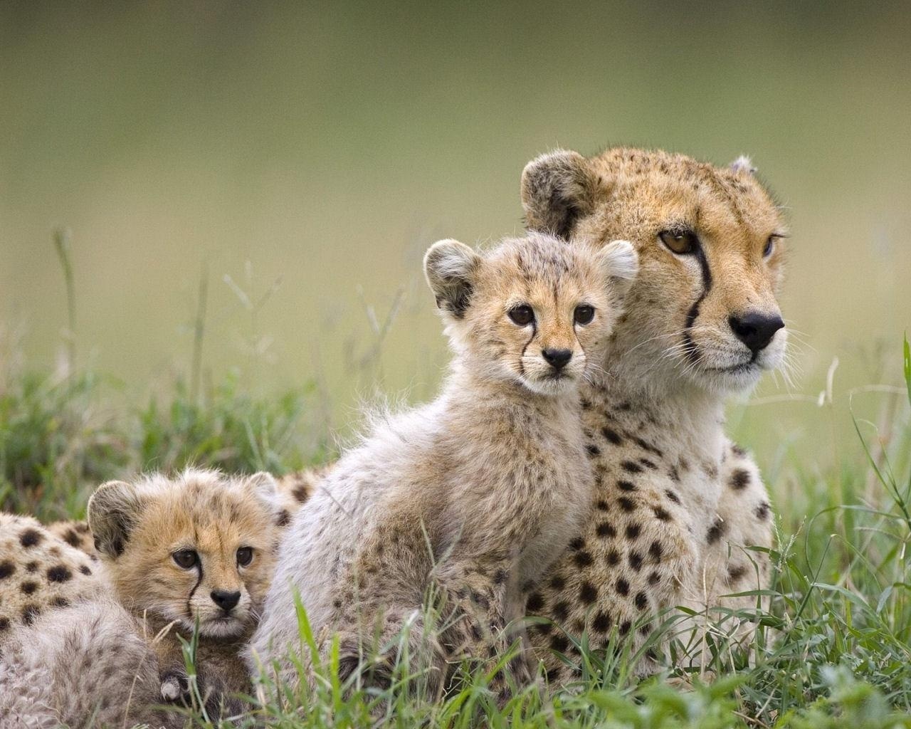 Wild Animals Cheetah Family Wild Animals Cheetah Family