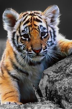 Baby Tigers Screensavers