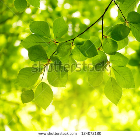 Beech Tree Leaf Illustration
