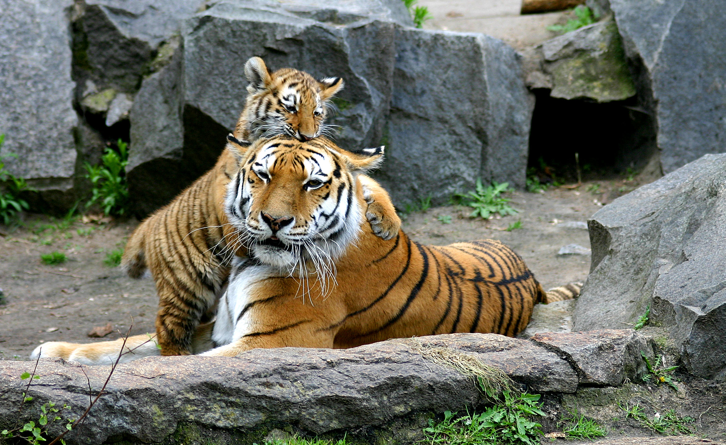 Berlin Zoo Tiger