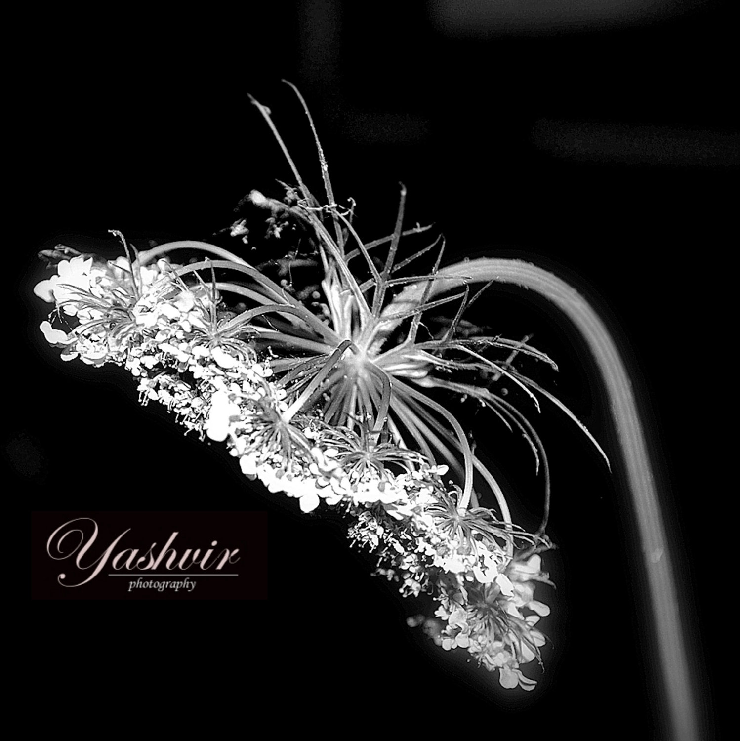 Black White Abstract Art Black White Abstract Art