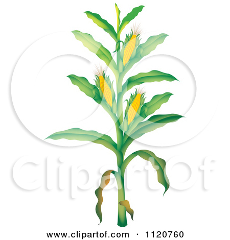 Cartoon Corn Stalk Clip Art
