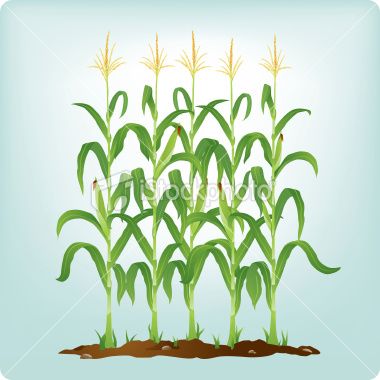 Corn Stalk Clip Art