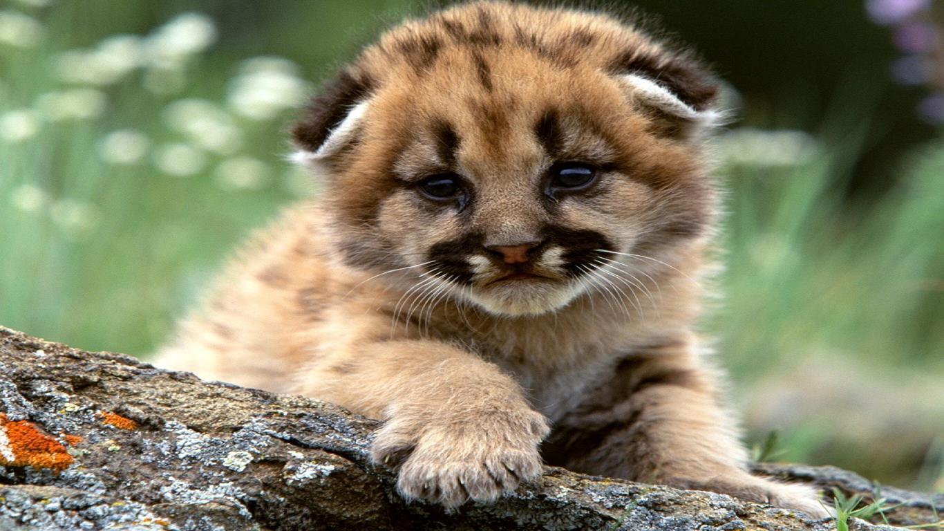 Cute Baby Mountain Lions
