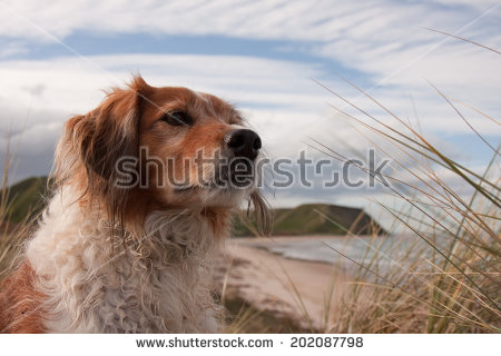 Dog Cloud Formations