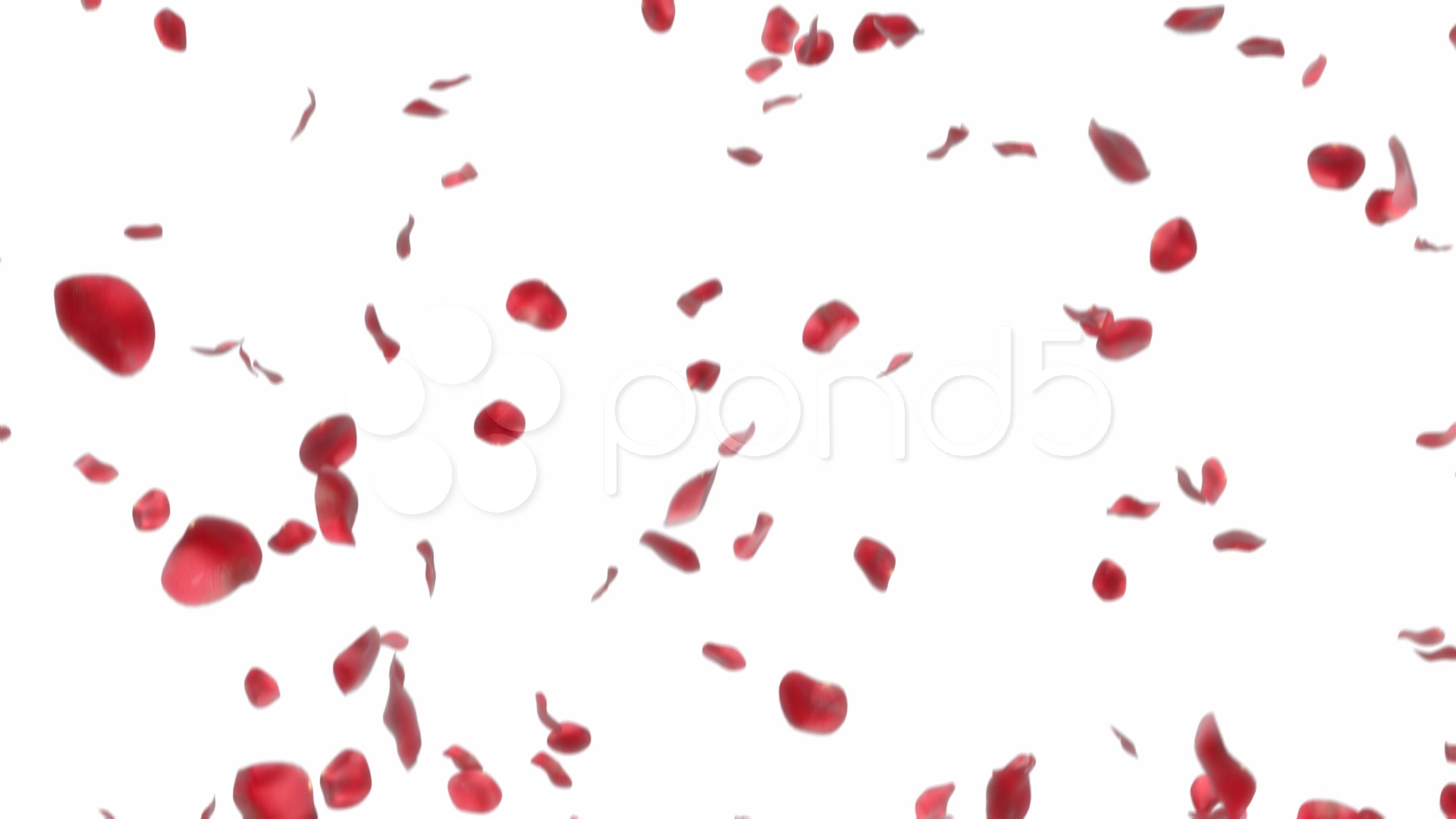 Falling Rose Petals Drawings Falling Rose Petals Drawings