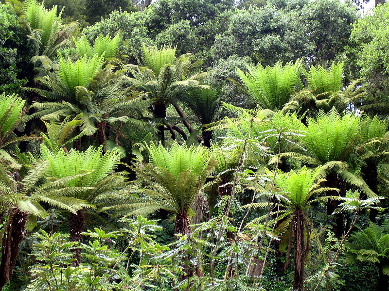 Fern Type Tree