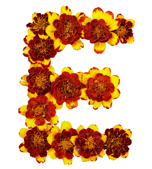 Flower Alphabet Letter E