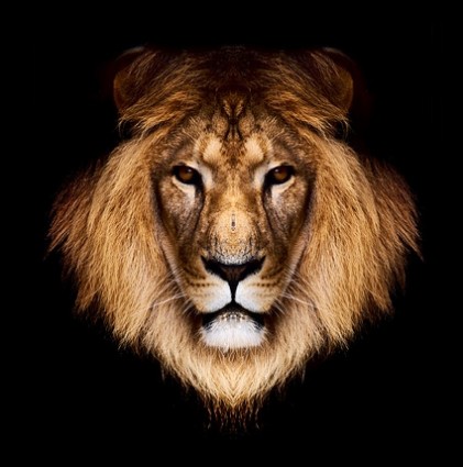 14 Lion Head PSD Images