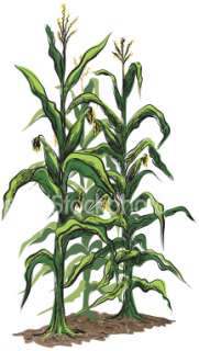 Free Vector Corn Stalk Clip Art