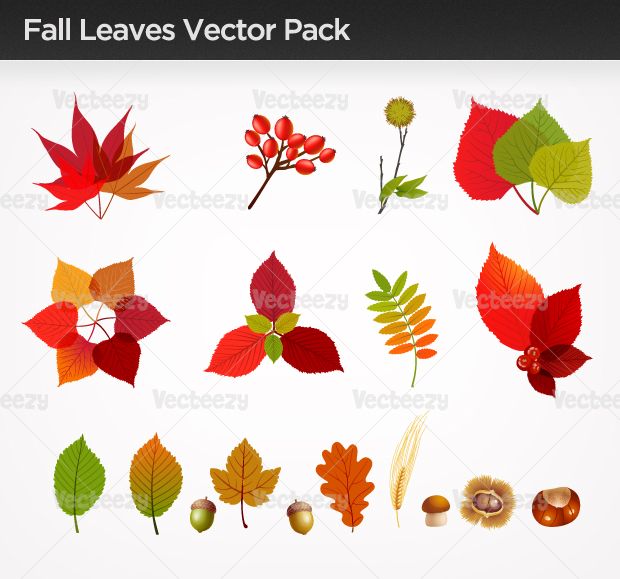 Free Vector Fall Leaves