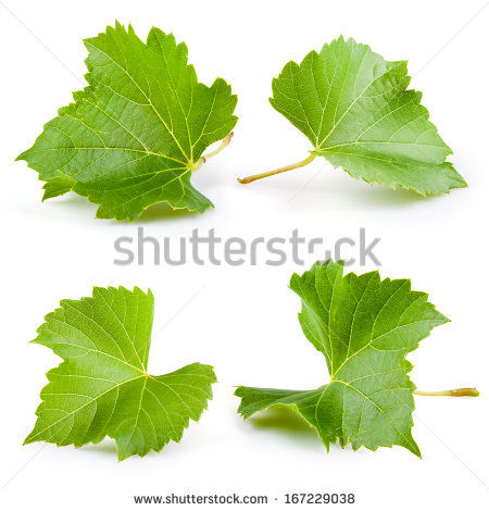 Grape Leaf Illustration