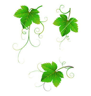 Grape Leaves Vector Art