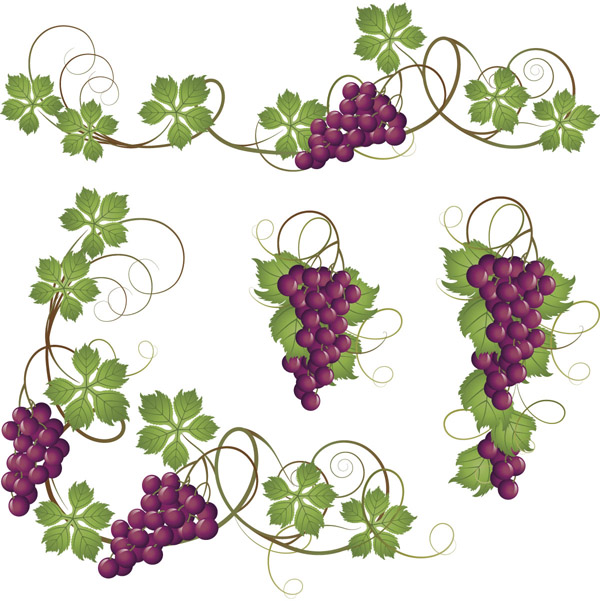 Grape Leaves Vector