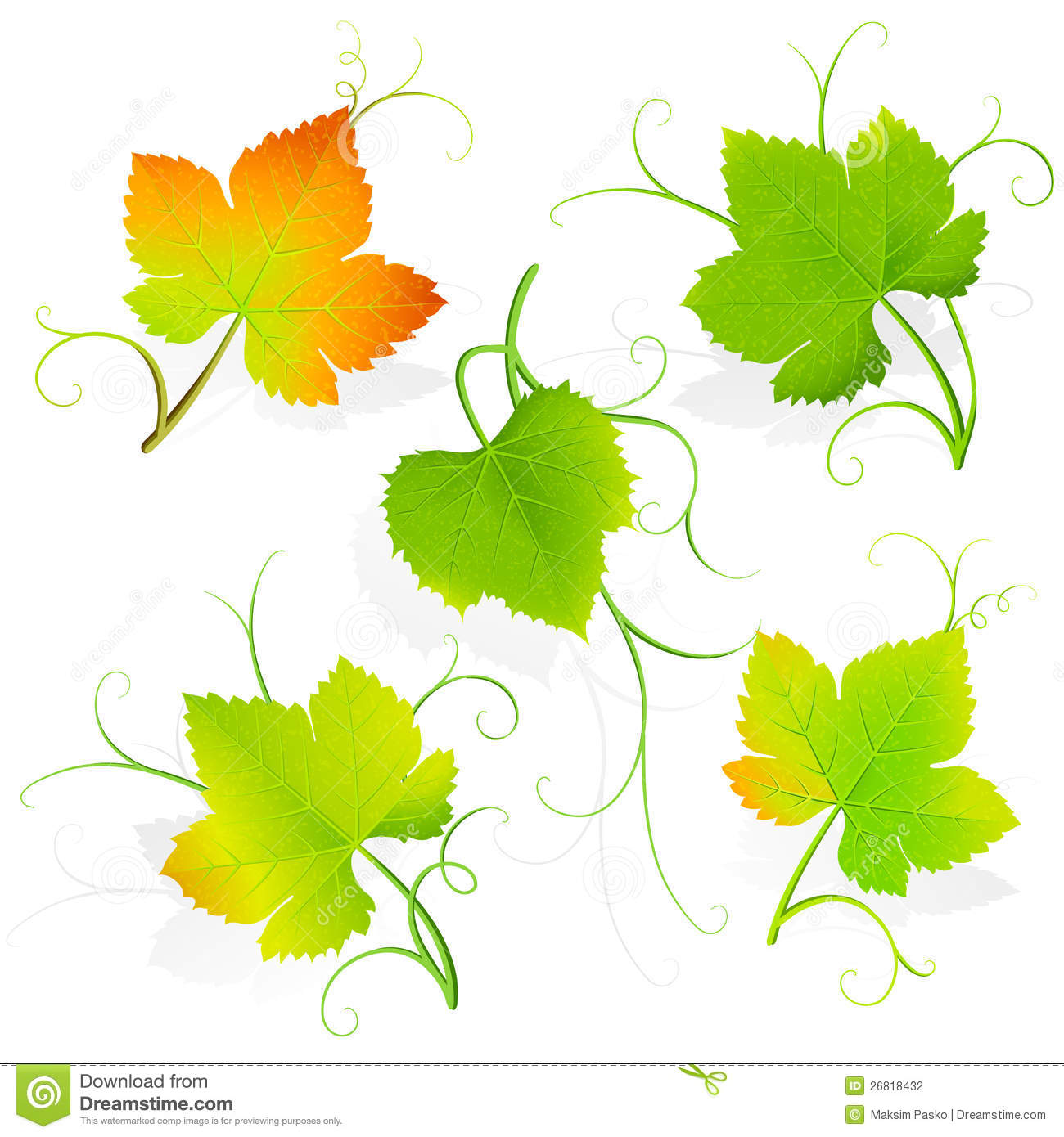 Grape Leaves Vector