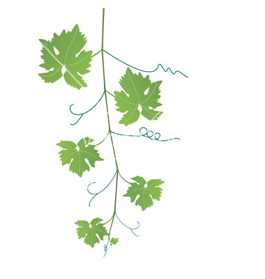 Grape Vine Vector