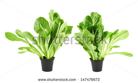 Green Leaf Lettuce