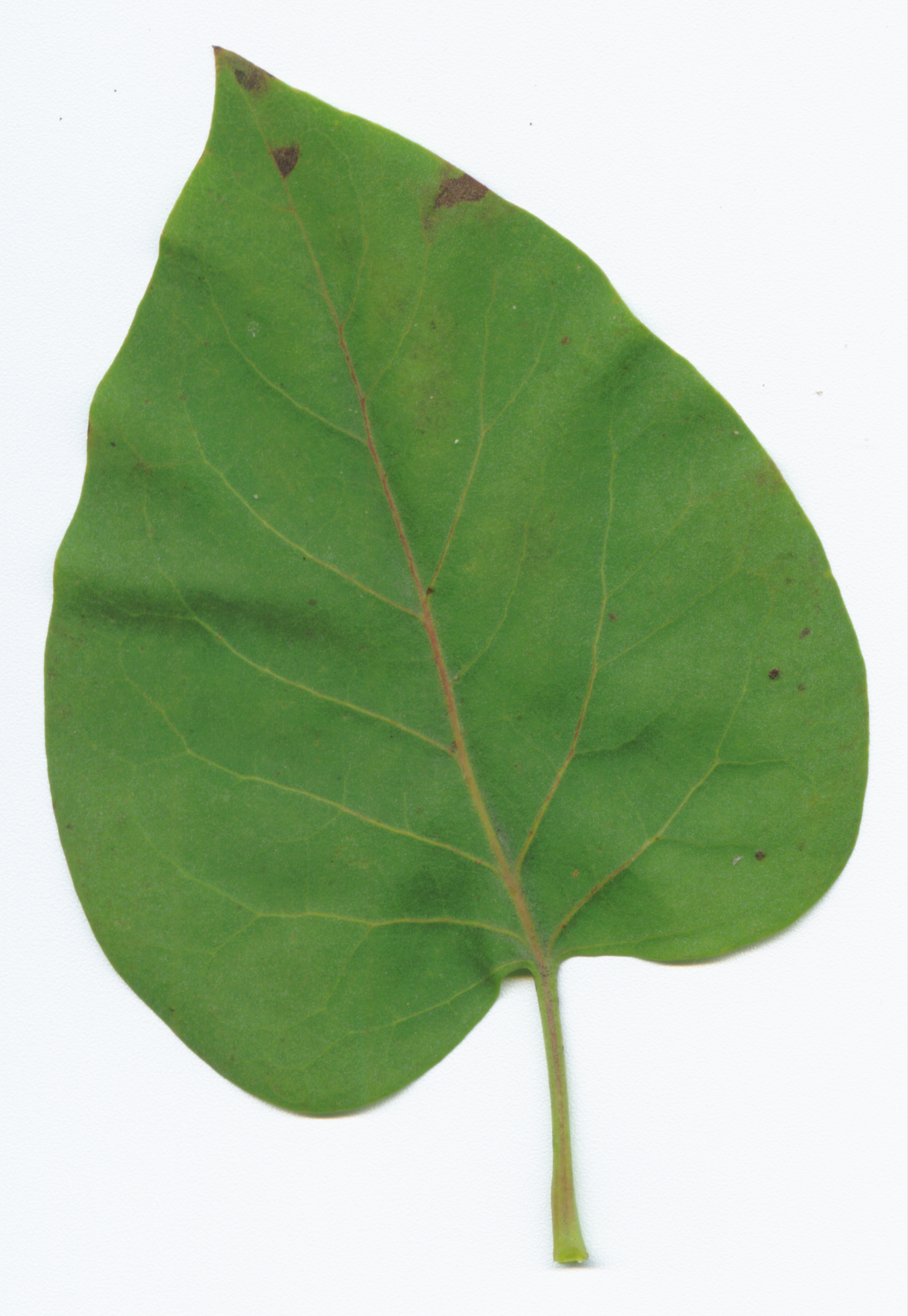 Green Leaf Green Leaf