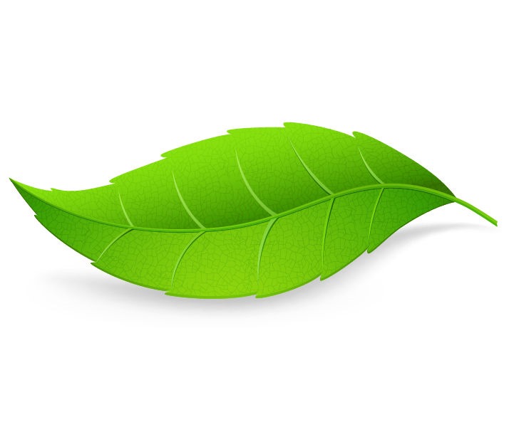 Green Leaves On White Background Green Leaves On White Background
